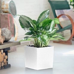 My City Plants Aglaonema Cube Cottage - White Large Plants 3' - 5'