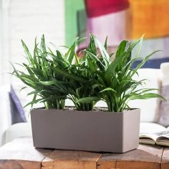 My City Plants Medium/Small Plants 1' - 2' Aglaonema Cutlass Balconera - Nutmeg