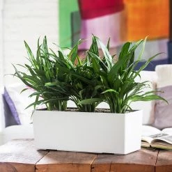 My City Plants Aglaonema Cutlass Balconera - White Medium/Small Plants 1' - 2'