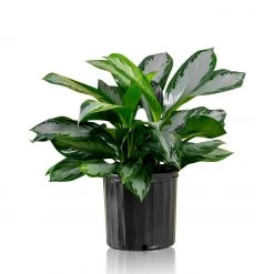 My City Plants Aglaonema In 10" Nursery Pot Large Plants 3' - 5'