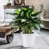 My City Plants Large Plants 3' - 5' Aglaonema Classico White