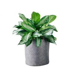 My City Plants Low Light Plants Aglaonema Trendcover 32 - Dark Gray