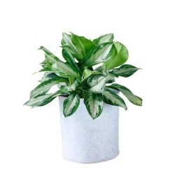 My City Plants Aglaonema Trendcover 32 - Light Gray Low Light Plants