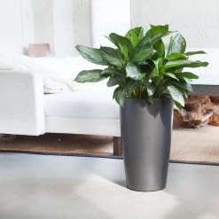 My City Plants Large Plants 3' - 5' Aglaonema Rondo Charcoal Metallic
