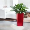 My City Plants Large Plants 3' - 5' Aglaonema Rondo Red