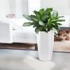 My City Plants Aglaonema Rondo White