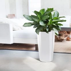 My City Plants Aglaonema Rondo White