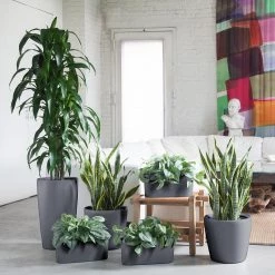 My City Plants Air Purifying Bundle Charcoal Metallic Plant Bundles