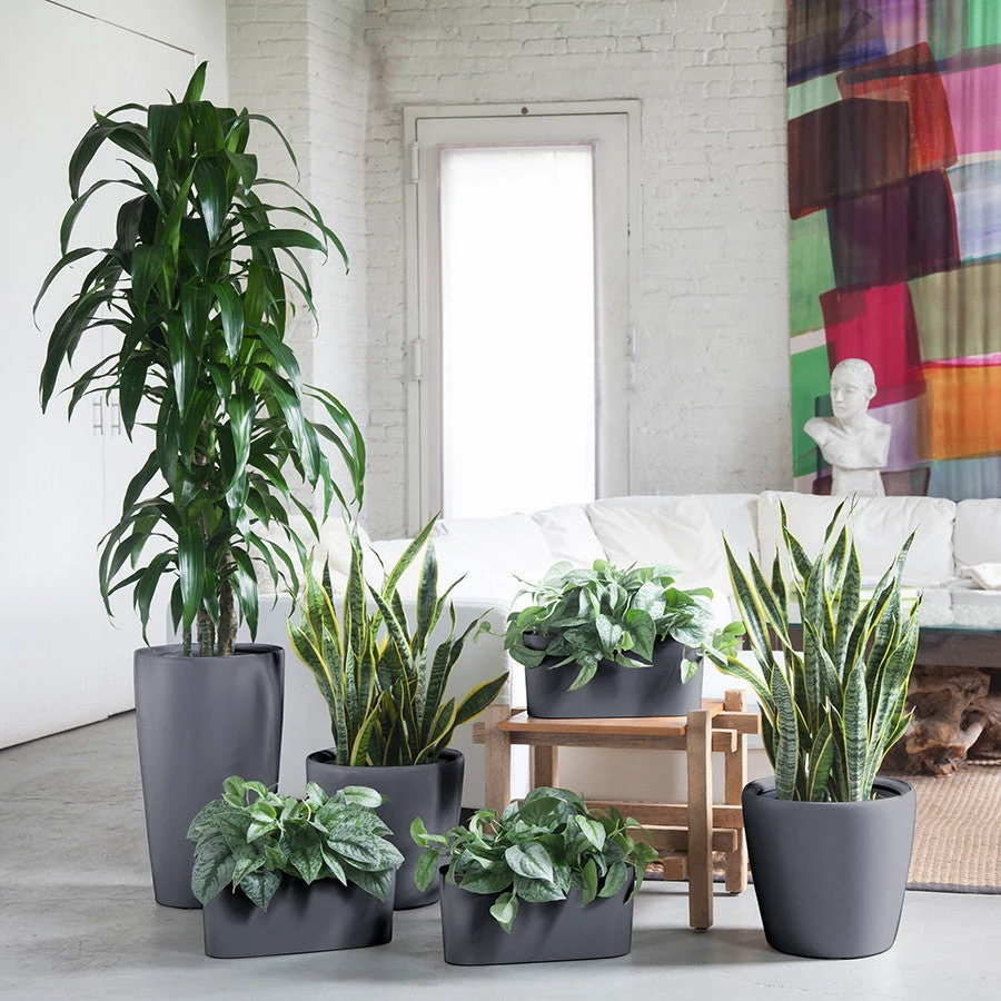 My City Plants Air Purifying Bundle Charcoal Metallic Plant Bundles