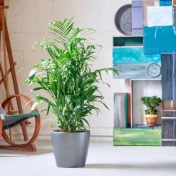 My City Plants Bamboo Palm Classico - Charcoal Metallic Large Plants 3' - 5'