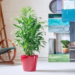 My City Plants Bamboo Palm Classico - Red Large Plants 3' - 5'