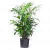 My City Plants Large Plants 3' - 5' Bamboo Palm In 10" Nursery Pot