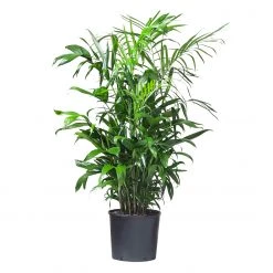 My City Plants Large Plants 3' - 5' Bamboo Palm In 10" Nursery Pot