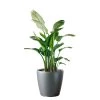 My City Plants Bird Of Paradise Plant Classico 50 - Charcoal Metallic