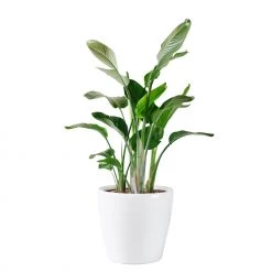 My City Plants Bird Of Paradise Plant Classico 50 - White Extra Large Plants 5' - 8'