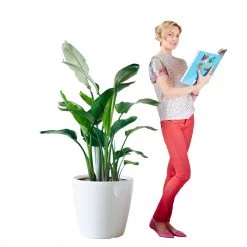 My City Plants Bird Of Paradise Plant Classico 50 - White Extra Large Plants 5' - 8'