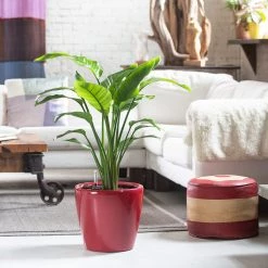 My City Plants Extra Large Plants 5' - 8' Bird Of Paradise Plant Classico Red