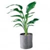 My City Plants Bird Of Paradise Plant Trendcover 32 - Dark Gray Extra Large Plants 5' - 8'