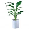 My City Plants Bird Of Paradise Plant Trendcover 32 - Light Gray Extra Large Plants 5' - 8'