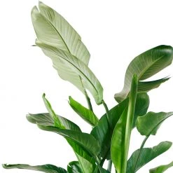 My City Plants Bird Of Paradise Plant Classico 50 - Charcoal Metallic