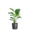 My City Plants Bird Of Paradise Plant In 10" Nursery Pot Extra Large Plants 5' - 8'