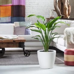 My City Plants Bird Of Paradise Plant Classico - White Extra Large Plants 5' - 8'