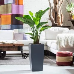 My City Plants Bird Of Paradise Plant Cubico Slate