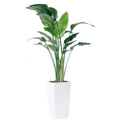 My City Plants Bird Of Paradise Plant Cubico 40 - White