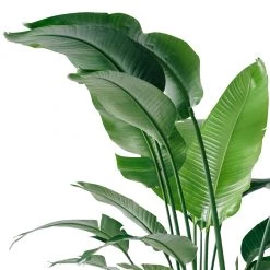 My City Plants Bird Of Paradise Plant Cubico 40 - Charcoal Metallic