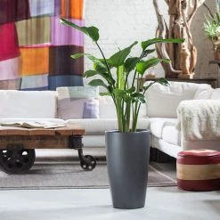 My City Plants Bird Of Paradise Plant Rondo Charcoal Metallic