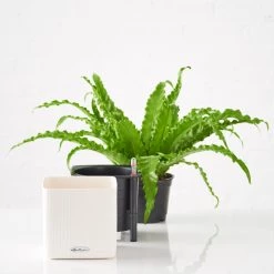 My City Plants Bird's Nest Fern Cube 16 - White Medium/Small Plants 1' - 2'