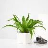 My City Plants Bird's Nest Fern Cube 16 - White Medium/Small Plants 1' - 2'