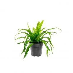 My City Plants Bird's Nest Fern In 6" Nursery Pot Medium/Small Plants 1' - 2'