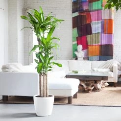 My City Plants Corn Plant Classico - White Large Plants 3' - 5'