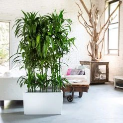 My City Plants Dracaena Lisa Cararo - White Extra Large Plants 5' - 8'