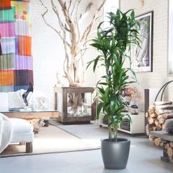 My City Plants Extra Large Plants 5' - 8' Dracaena Lisa Classico Charcoal Metallic