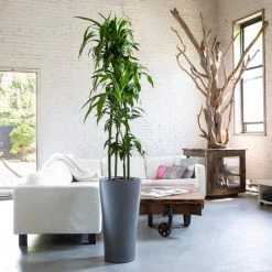 My City Plants Dracaena Lisa Delta - Charcoal Metallic Extra Large Plants 5' - 8'