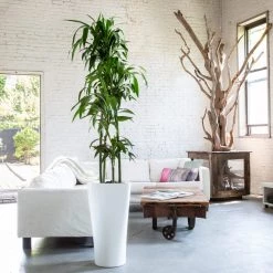 My City Plants Dracaena Lisa Delta - White