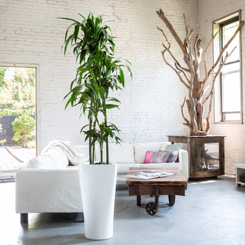 My City Plants Dracaena Lisa Delta - White