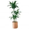 My City Plants Extra Large Plants 5' - 8' Dracaena Lisa Trendcover 32 - Dark Cork