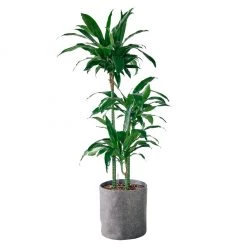 My City Plants Dracaena Lisa Trendcover 32 - Dark Gray Extra Large Plants 5' - 8'