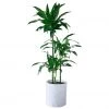 My City Plants Dracaena Lisa Trendcover 32 - Light Gray Extra Large Plants 5' - 8'
