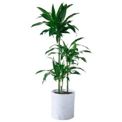My City Plants Dracaena Lisa Trendcover 32 - Light Gray Extra Large Plants 5' - 8'