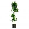 My City Plants Dracaena Lisa In 12" Nursery Pot Extra Large Plants 5' - 8'