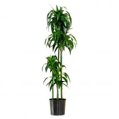 My City Plants Dracaena Lisa In 12" Nursery Pot Extra Large Plants 5' - 8'