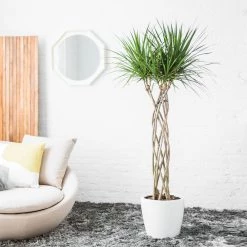 My City Plants Large Plants 3' - 5' Dracaena Marginata Open Weave Braid Classico - White