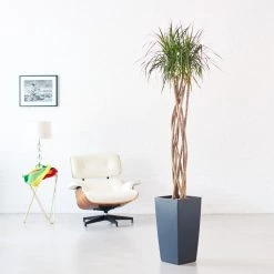 My City Plants Dracaena Marginata Open Weave Braid Cubico Slate