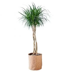 My City Plants Large Plants 3' - 5' Dracaena Marginata Open Weave Braid Trendcover 32 - Dark Cork