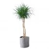 My City Plants Large Plants 3' - 5' Dracaena Marginata Open Weave Braid Trendcover 32 - Dark Gray