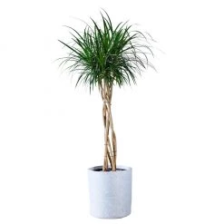My City Plants Dracaena Marginata Open Weave Braid Trendcover 32 - Light Gray Large Plants 3' - 5'